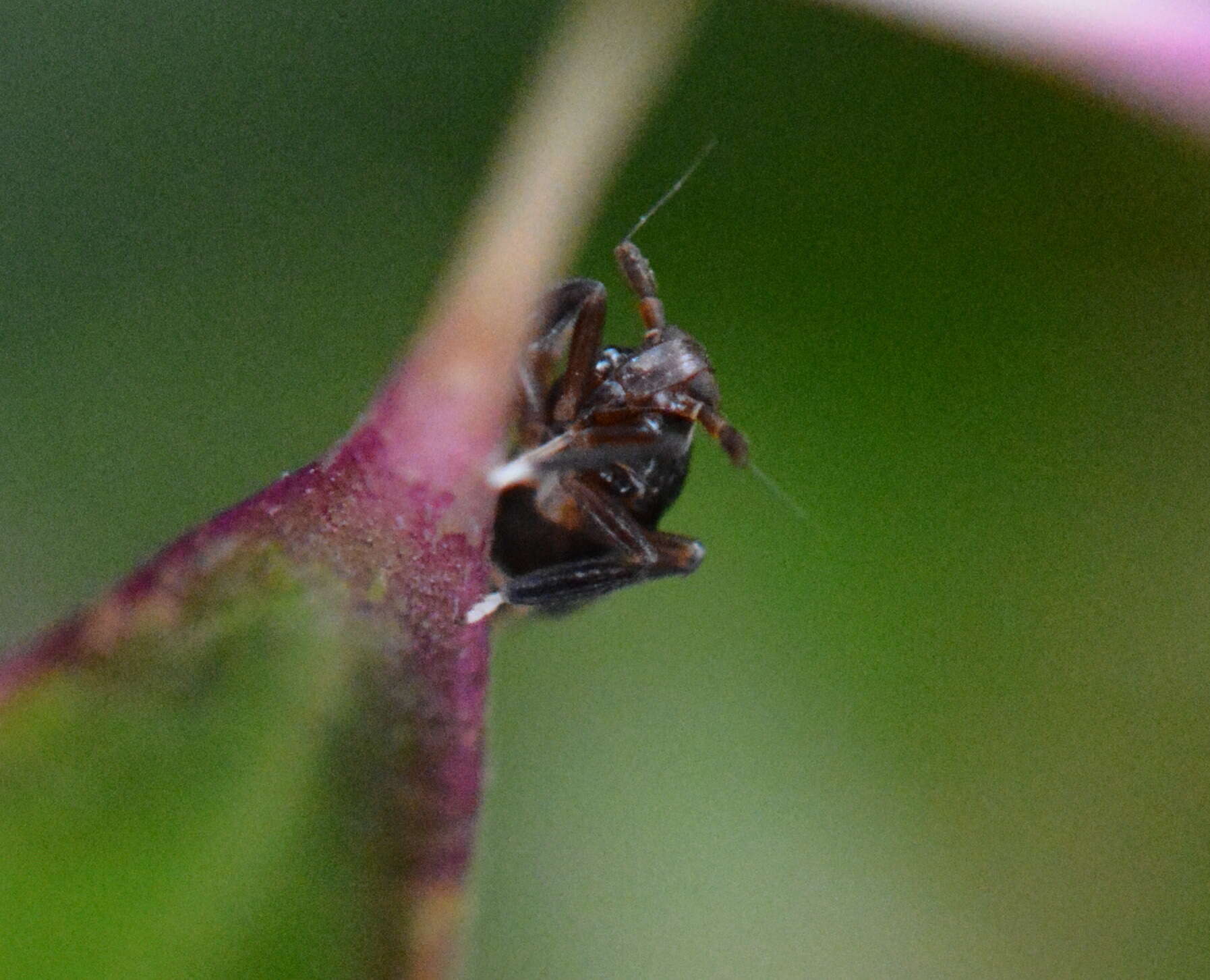 Image of Pissonotus nitens (Van Duzee 1909)