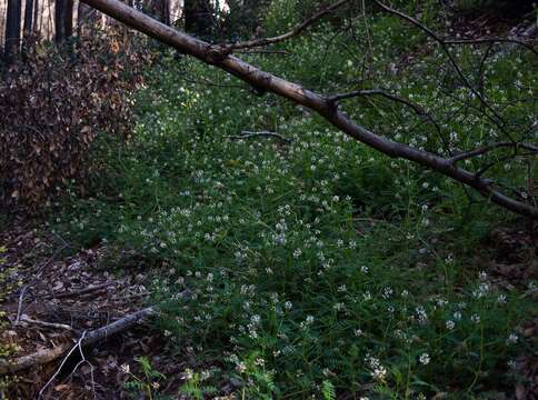 Image of Humboldt County milkvetch