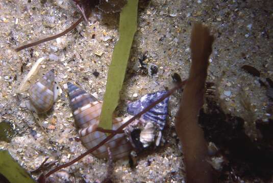 Image of Nassarius glans particeps (Hedley 1915)