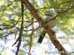 Image of Black-crowned Tchagra