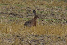 Plancia ëd Lepus europaeus Pallas 1778