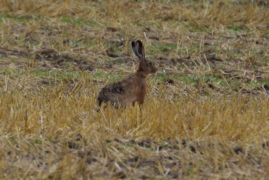 Image of brown hare, european hare