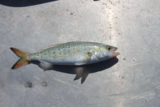 Image of Western Australian salmon