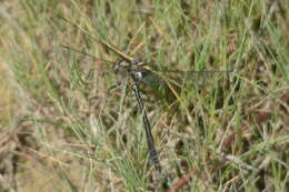 Image of Delicate Emerald