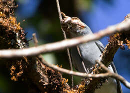 Pseudocalotes kakhienensis (Anderson 1879) resmi