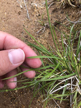 Image of Tufted Hair Grass