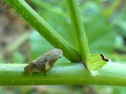 Image of European Alder Spittlebug