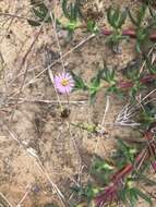 Image of sandaster