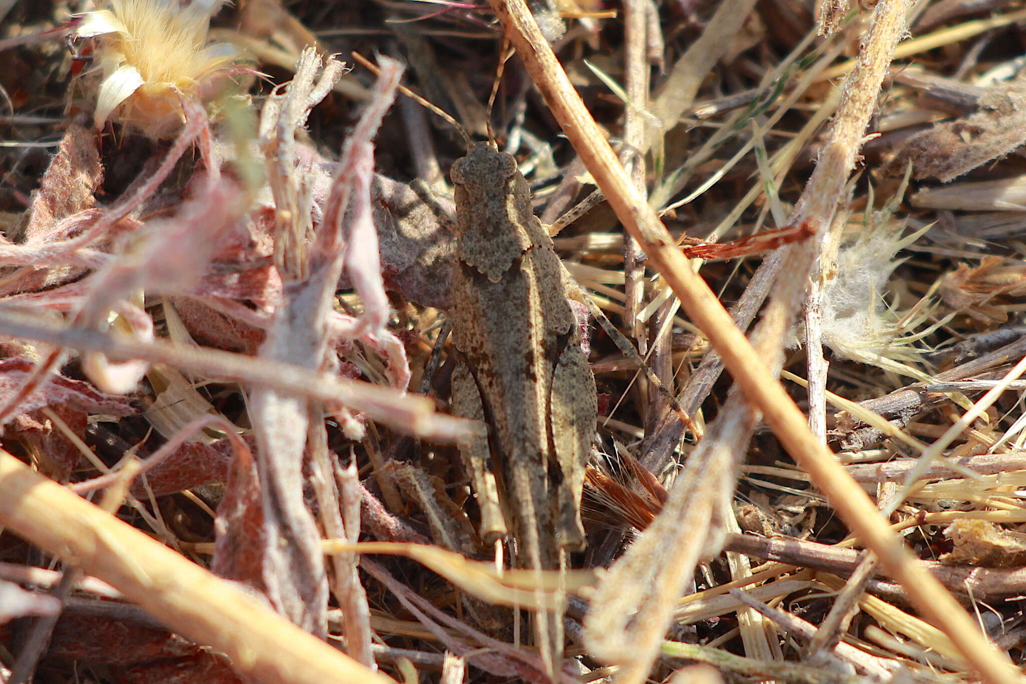 Image of Trimerotropis occidentiloides Rentz, D. C. F. & Weissman 1981