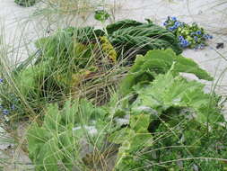 Plancia ëd Sonchus grandifolius T. Kirk