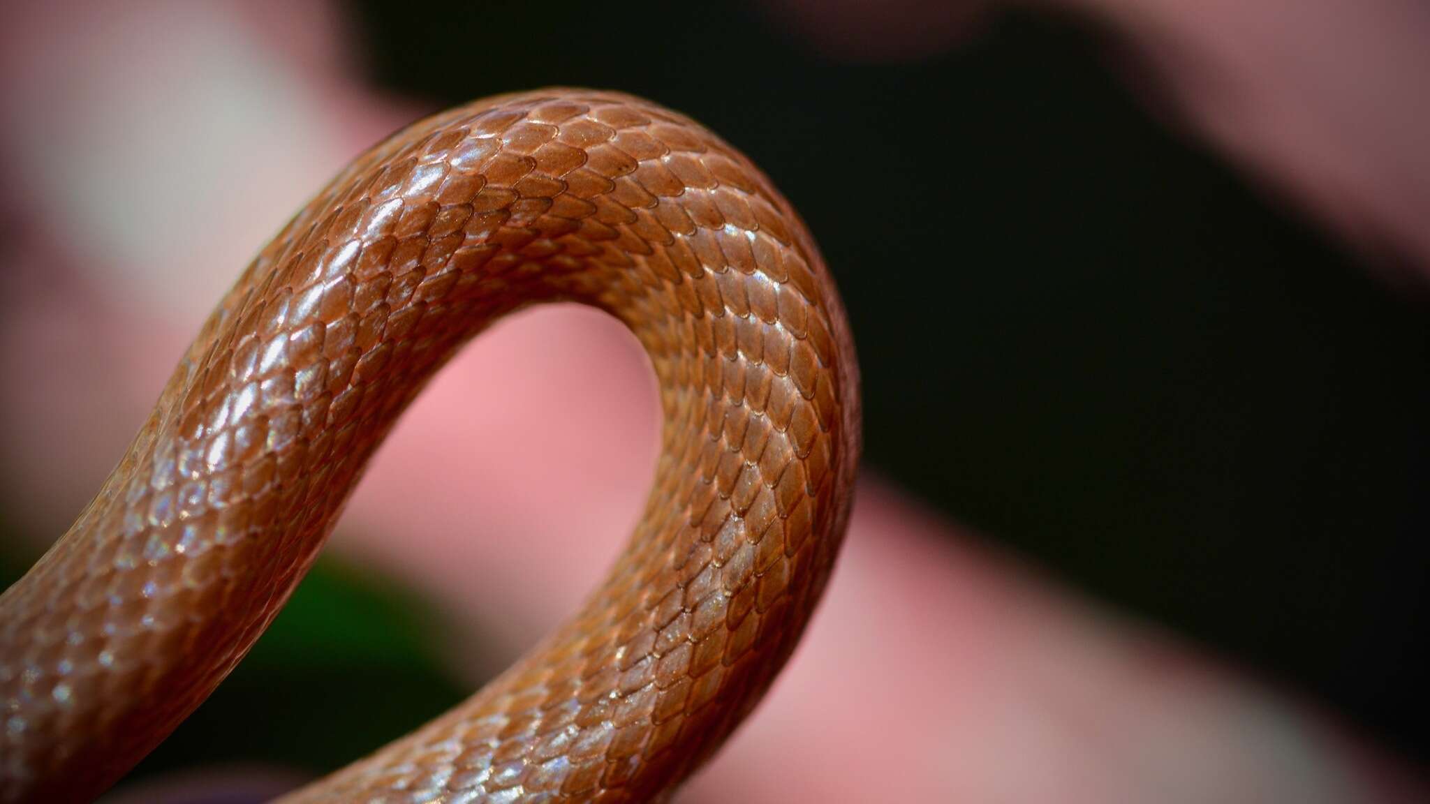 Image of Pine Woods Littersnake