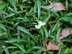 Слика од Sagittaria pygmaea Miq.