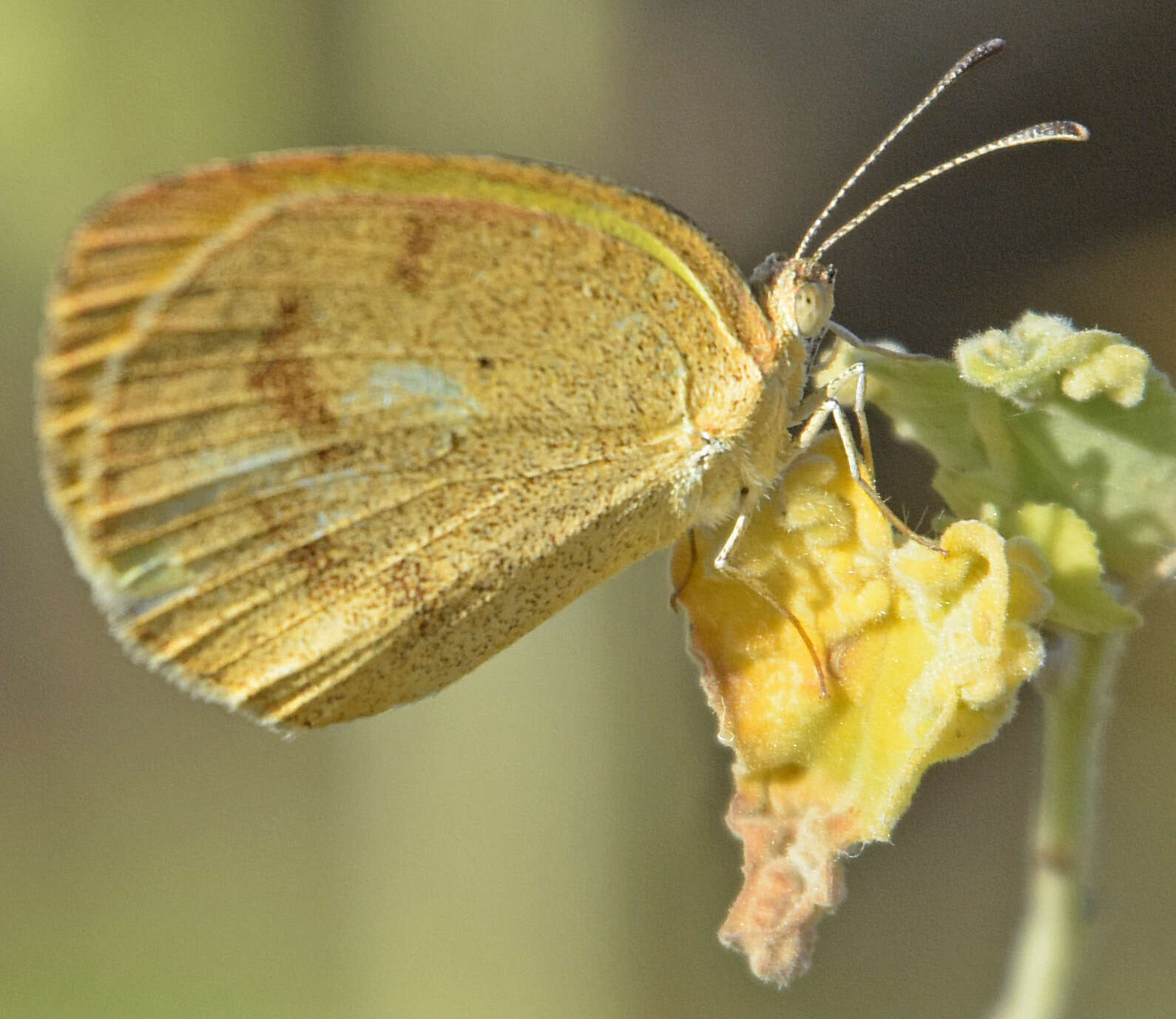 Image of Pyrisitia venusta (Boisduval 1836)