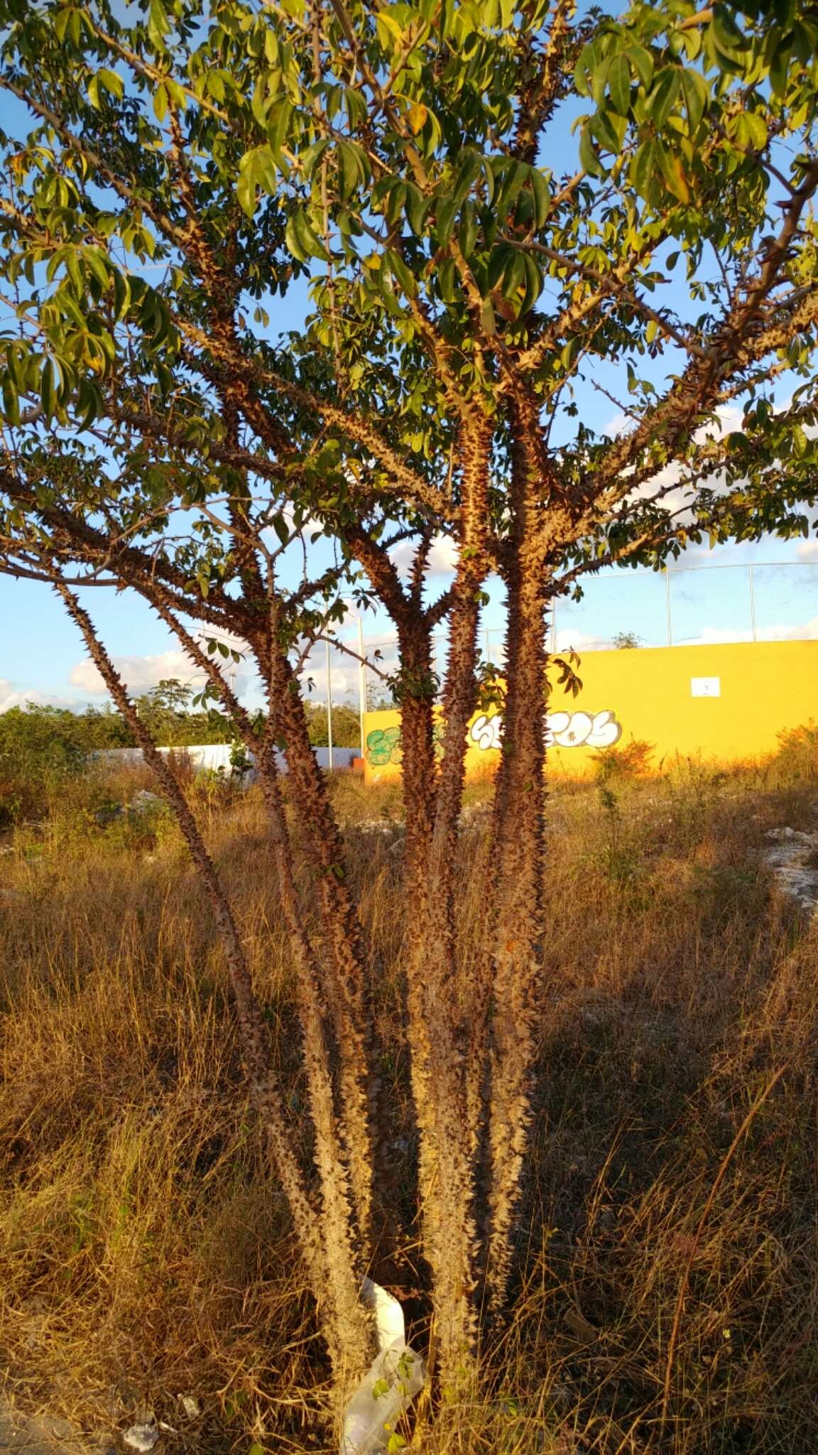 Image of Ceiba schottii Britten & E. G. Baker