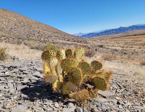 Image of searchlight pricklypear