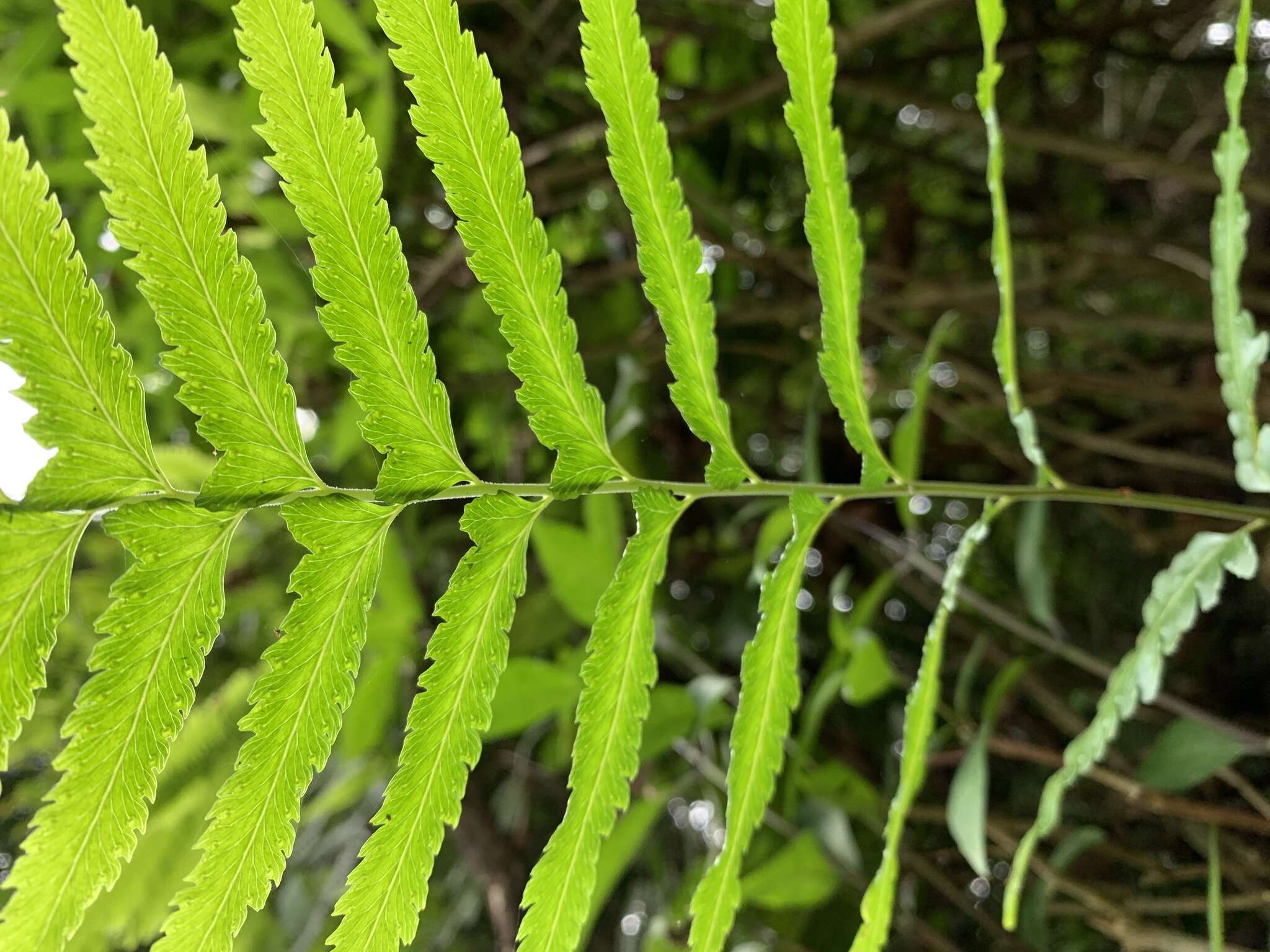 Image of Microlepia marginata (Houtt.) C. Chr.