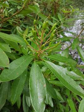 صورة Rhododendron ponticum subsp. ponticum