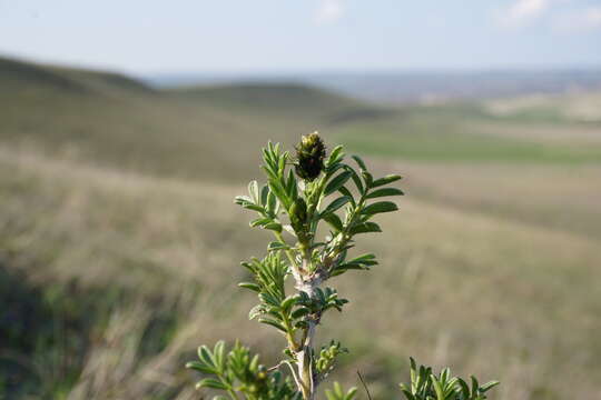 صورة Astragalus albicaulis DC.