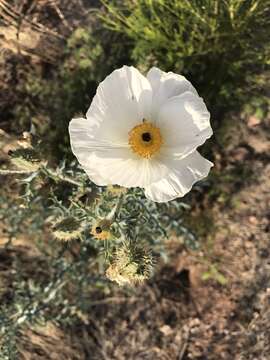 Image of southwestern pricklypoppy