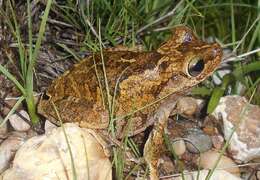 Image of Chirique-Flusse Treefrog