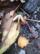 Image of Conocybe aurea (Jul. Schäff.) Hongo 1963