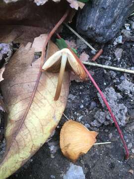 Conocybe aurea (Jul. Schäff.) Hongo 1963 resmi