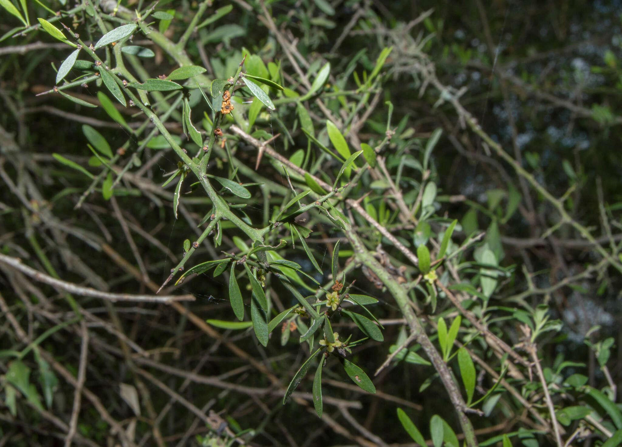 Image of Monteverdia spinosa (Griseb.) Biral