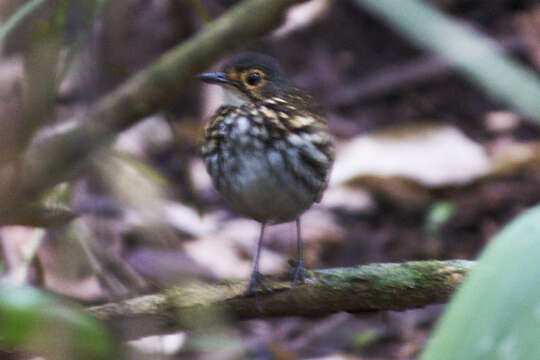 Image of Spectacled Antpitta