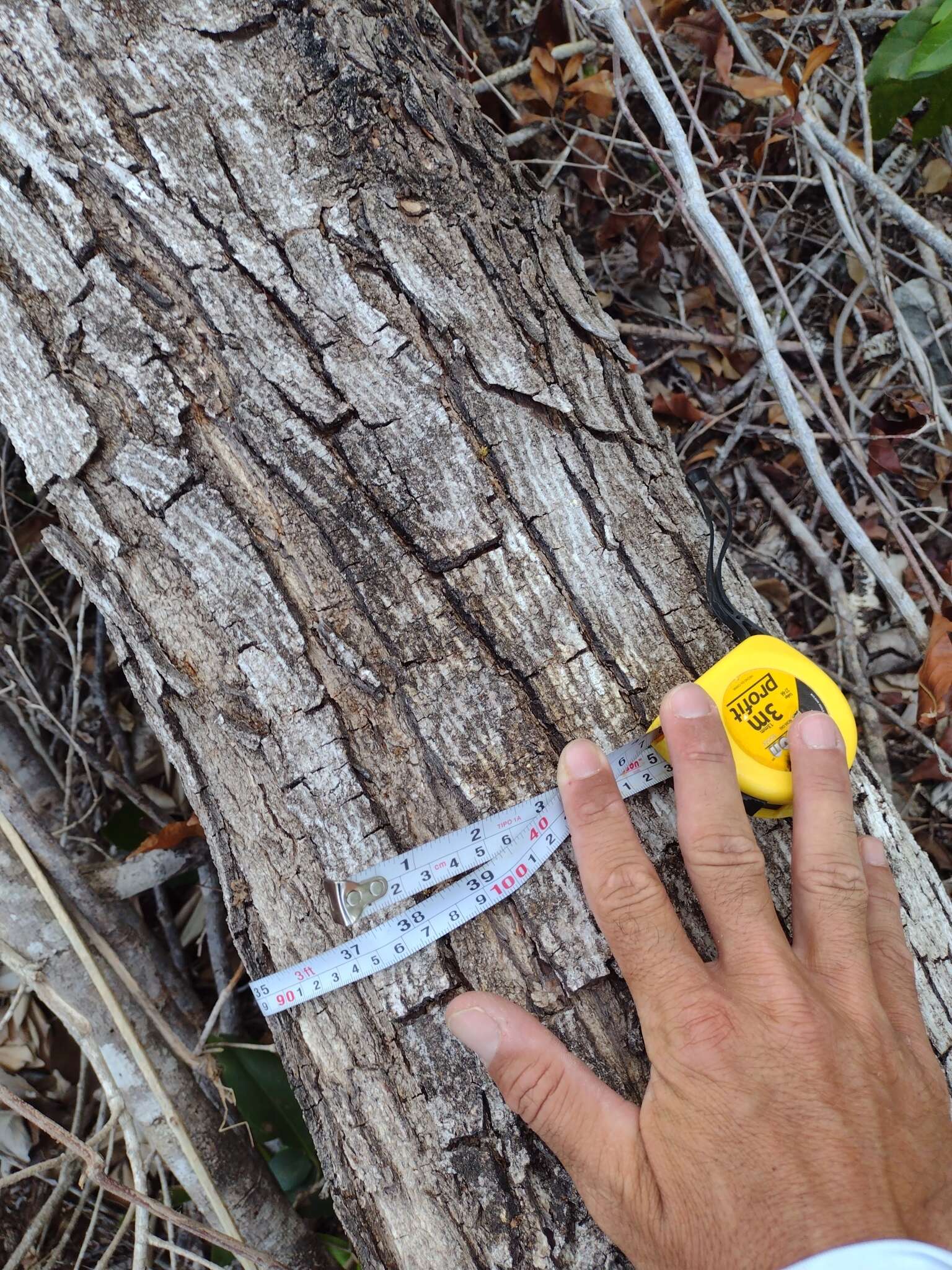 Plancia ëd Thouinia canescens var. paucidentata (Radlk.) Votava