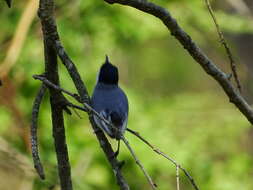 Image of White-lored Gnatcatcher