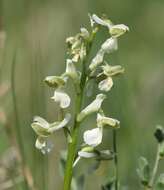 Слика од Anacamptis morio subsp. picta (Loisel.) Jacquet & Scappat.