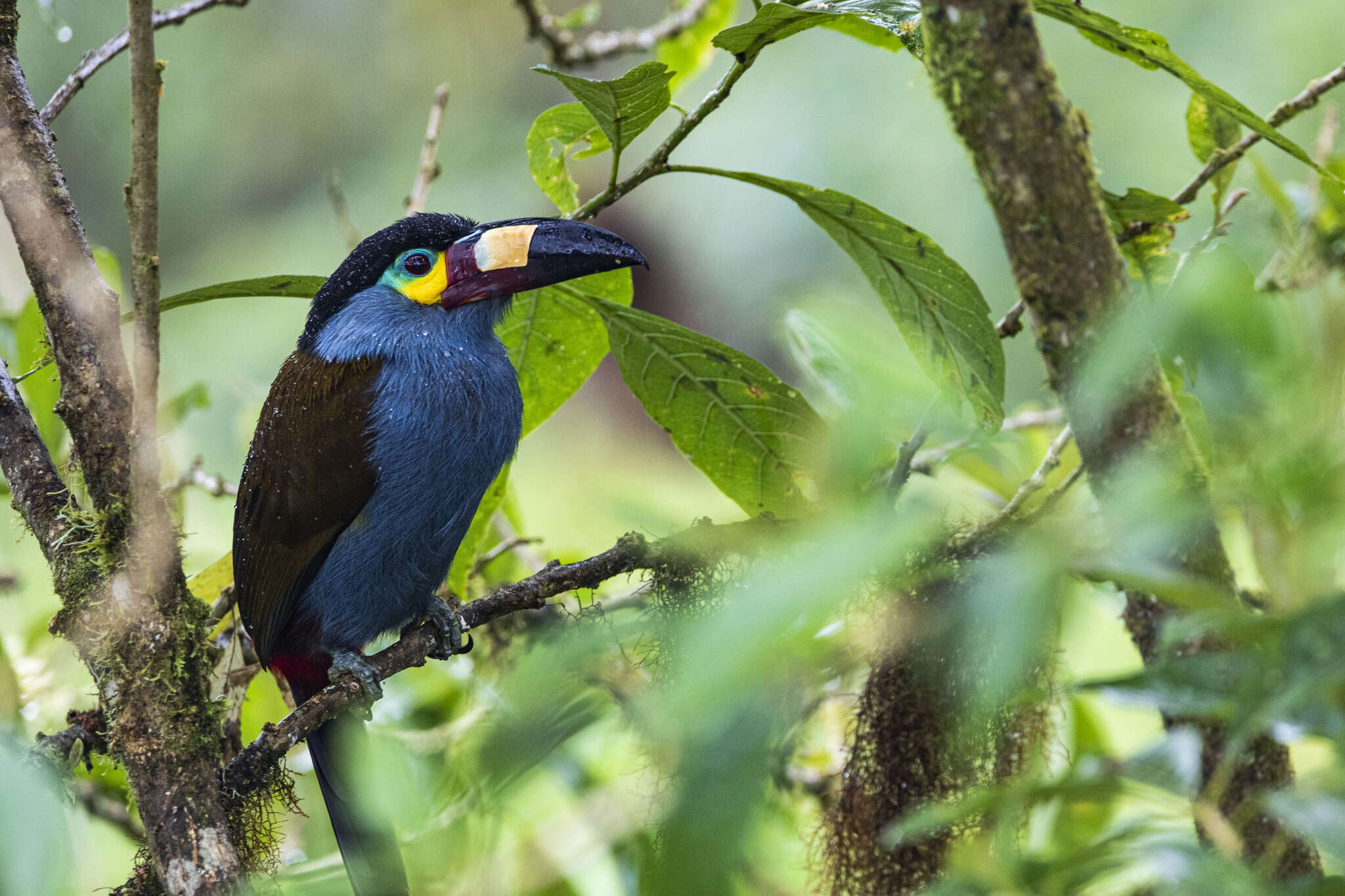 Image of Plate-billed Mountain Toucan