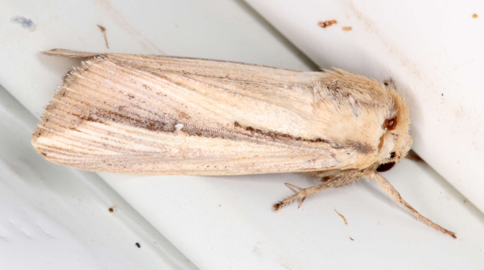 Leucania polysticha Turner 1902的圖片