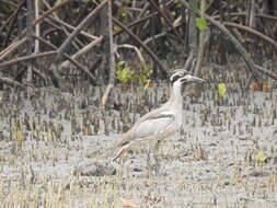 Image of Beach Stone-curlew