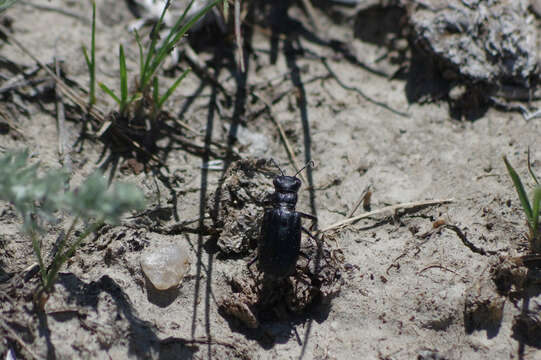 Image of Black-bellied tiger beetle