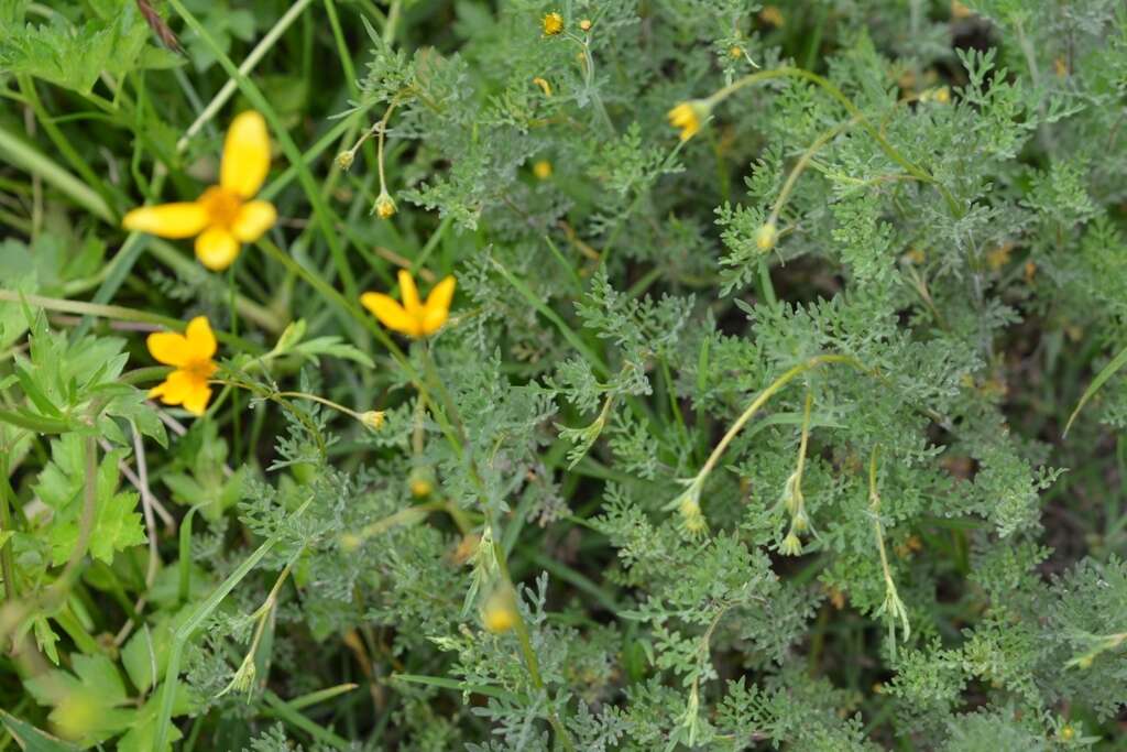 Image of Bidens triplinervia Kunth