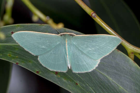 Image of Chlorocoma stereota Meyrick 1888