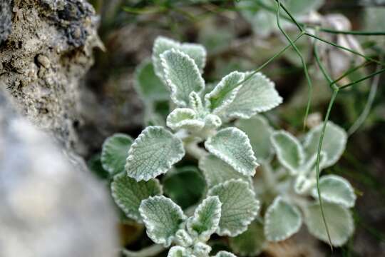 Image of horehound