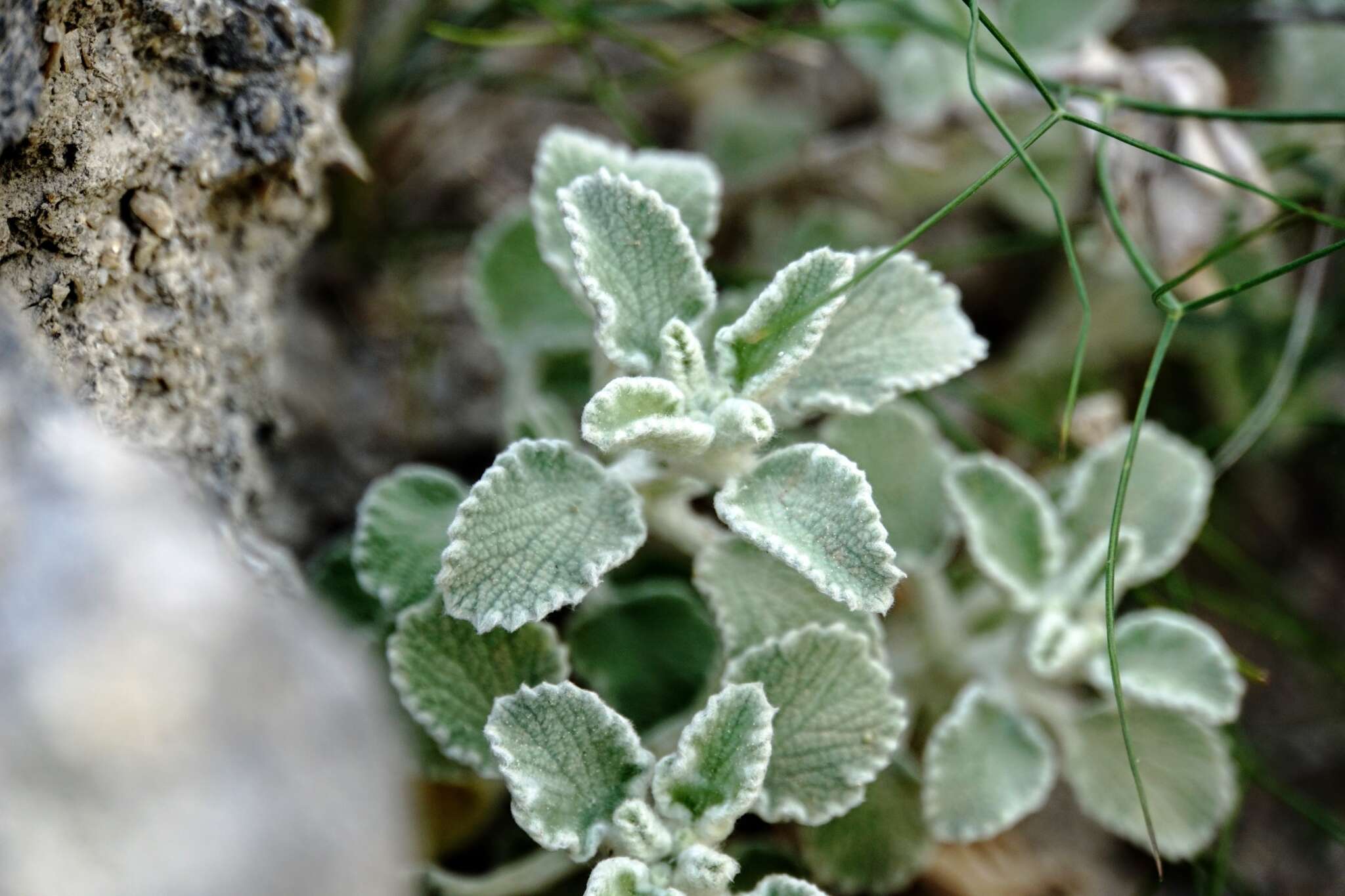 Слика од Marrubium incanum Desr.