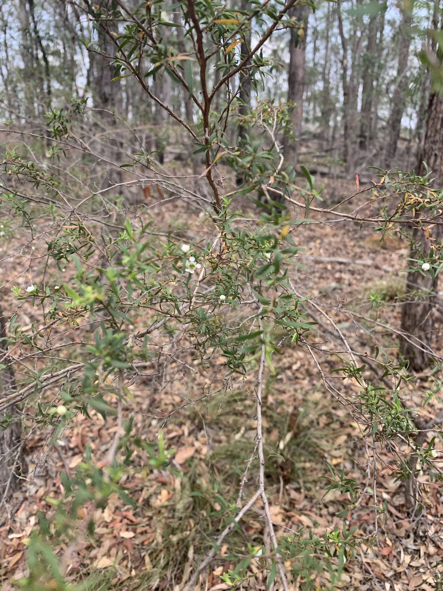 Sivun Leptospermum polygalifolium Salisb. kuva