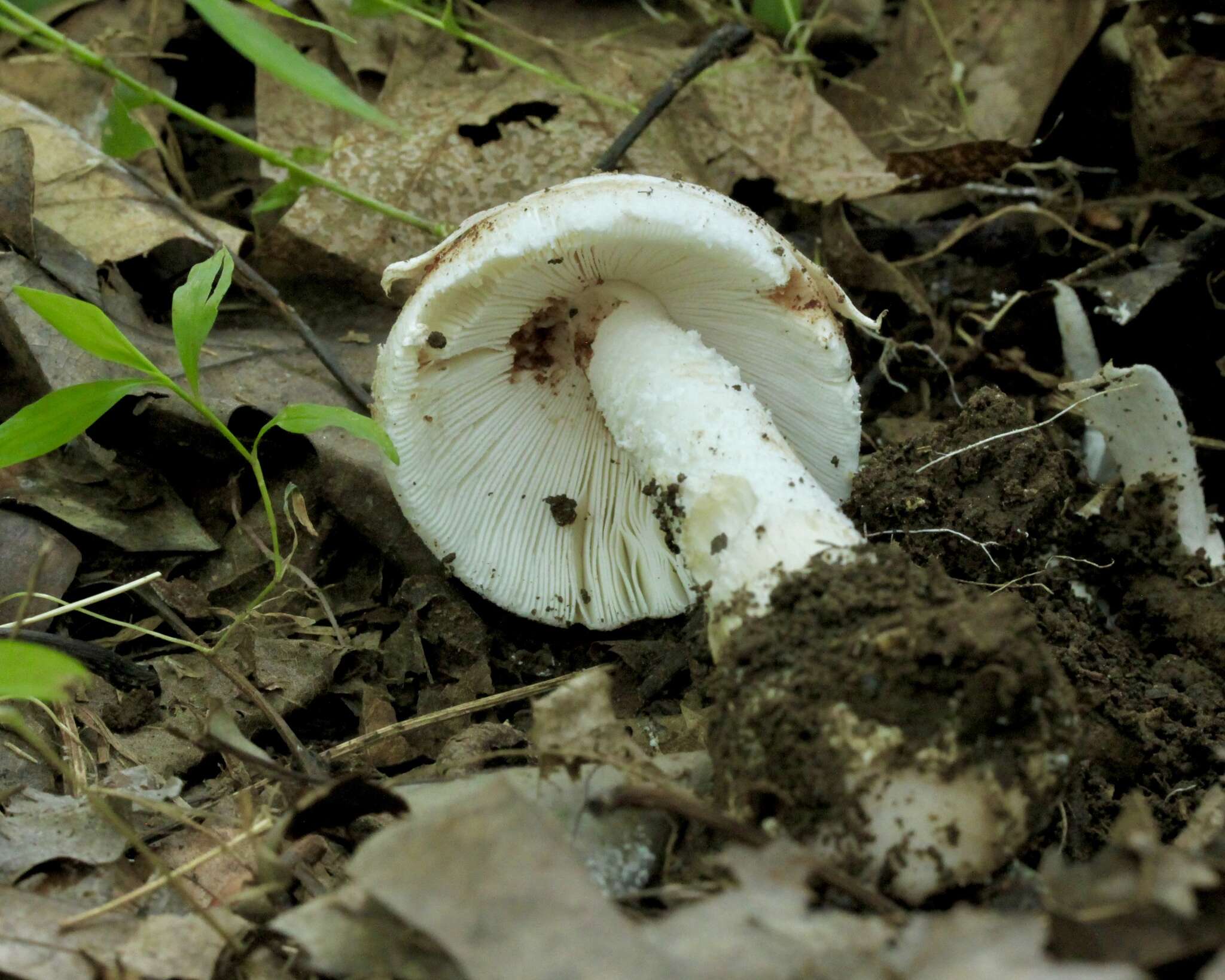 Image of Volvate amanita