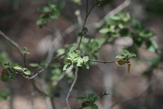 Image of pepperbush