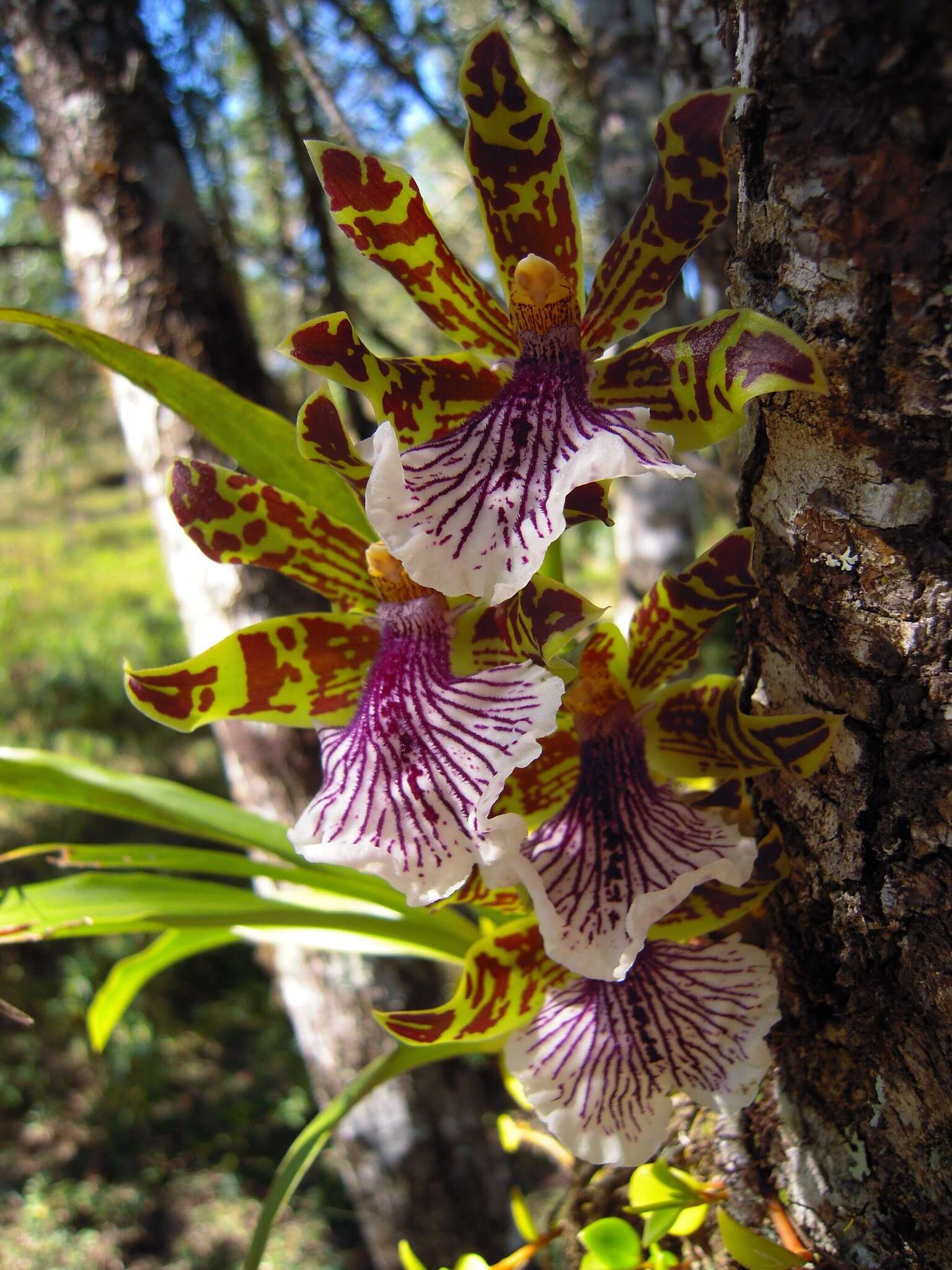 Image of orchid