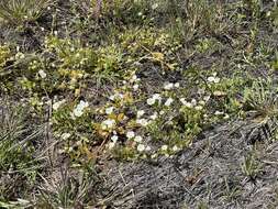 Image of Parish's slender meadowfoam