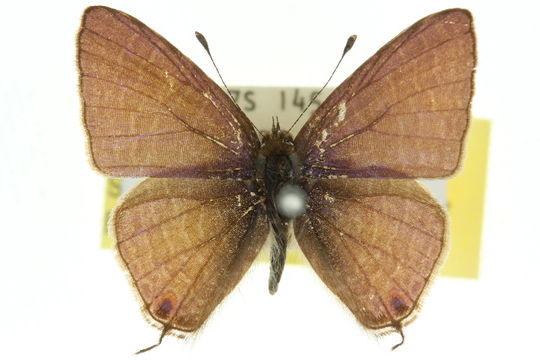 Image of <i>Ionolyce helicon</i> (Felder 1860)