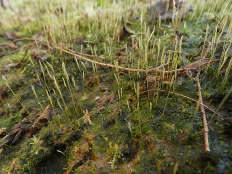 Image of Pennsylvania pogonatum moss