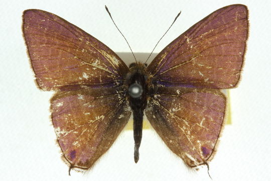 Image of <i>Ionolyce helicon</i> (Felder 1860)