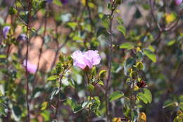 Image of Sturt's desert rose