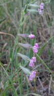 Image de Silene bellidifolia Jacq.
