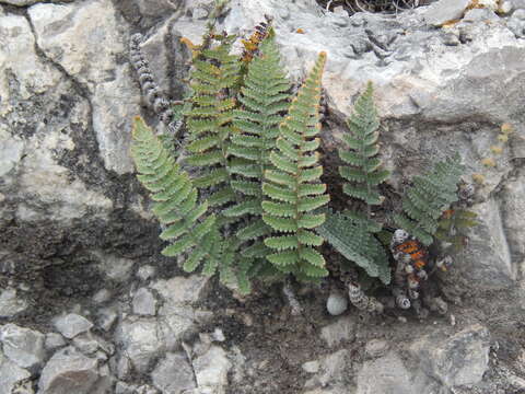 Image de Notholaena aschenborniana Kl.